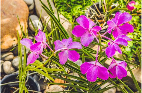 A Beautiful purple and pink Orchids | Nature Stock Photos ~ Creative Market