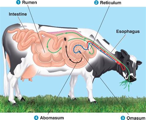 ruminant.html 41_28RuminantDigestion_L.jpg