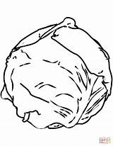 Cabbage coloring Page  Free Printable Coloring Pages sketch template