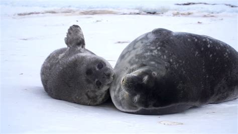 How Moms Matter To Weddell Seal Pups - YouTube