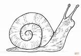 Snail coloring Page  Free Printable Coloring Pages sketch template