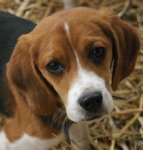 File:Beagle puppy portrait.jpg - Wikipedia