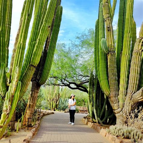 10 Interestingly Huge Cacti Photos That Make You Look Like a Midget