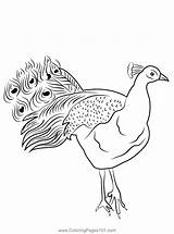 Peacock Coloring Page For Kids  Free Pheasants And Partridges sketch template