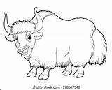 Yak Colouring Page sketch template