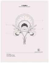 Uterus Coloring Pages sketch template