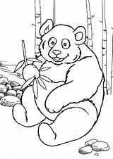 Panda Bear Coloring Pages  ClipArt Best sketch template
