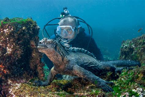 Scuba diving in the Galapagos Islands | ZuBlu