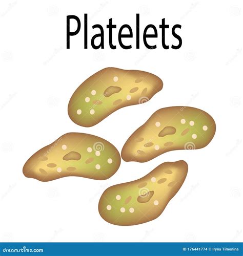 The Structure Of Platelets. Platelets Are A Blood Cell. Infographics ...