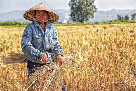 The Rice of a Nation | The People of Asia