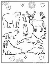 35 Arctic Animals Coloring Pages Free PDF Printables sketch template