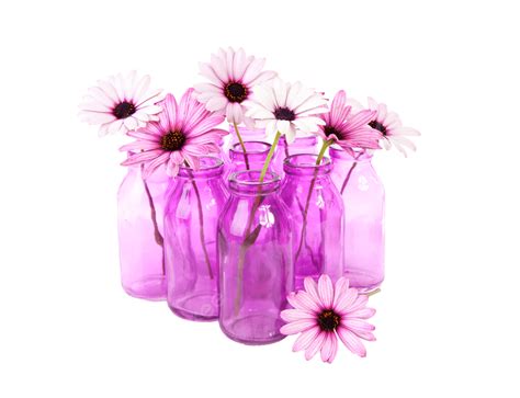 Pink Daisy In Glass Vase Isolated, Season, Flower, Isolated PNG ...