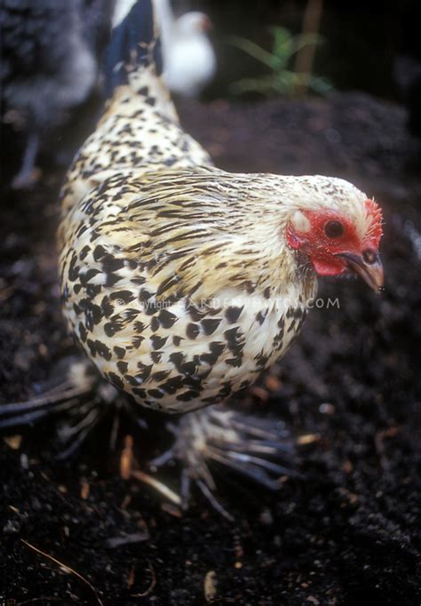 Hamburg chicken hen breed | Plant & Flower Stock Photography ...