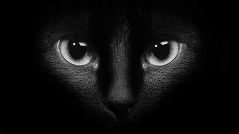 Download Wallpaper 1366x768 Black cat face, eyes, darkness HD Background