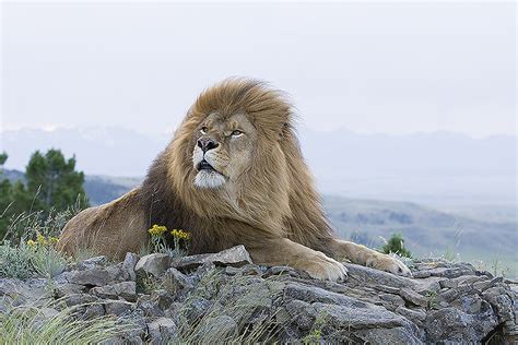 Barbary Lion photo - Tom Merigan photos at pbase.com