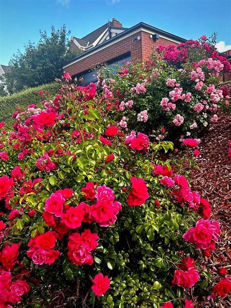 Carpet Roses: How to Use Flower Carpet Roses in Your Garden