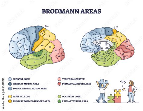 Brodmann areas map as anatomical brain region zones of cerebral cortex ...