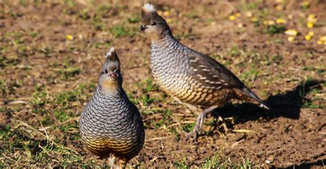 Scaled quail in West Texas a quality alternative for hunters