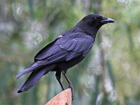 American Crow - Corvus brachyrhynchos | Wildlife Journal Junior