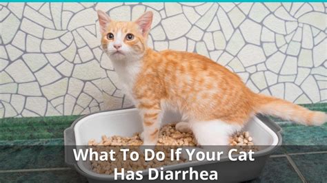 What To Do When Your Cat Has Diarrhea or Runny Poo