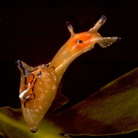 The Sea Slug Forum - What are Sea Hares?