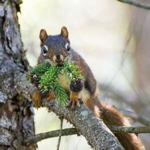 American Red Squirrel - Facts, Diet, Habitat & Pictures on Animalia.bio