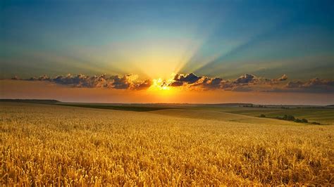 Field, HD wallpaper | Peakpx