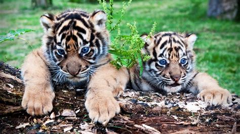 Cute Tiger Cubs Playing 🐆 Funny Tigers Playing [Funny Pets] - YouTube