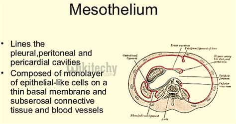 Mesothelium Cancer - wikitechy