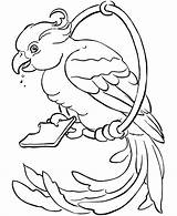 Free Printable Parrot Coloring Pages For Kids sketch template