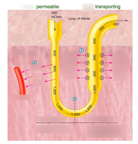 Loop of Henle Diagram | Quizlet