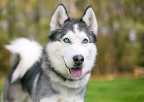 About The Breed: Siberian Husky Highland Canine Training | lupon.gov.ph