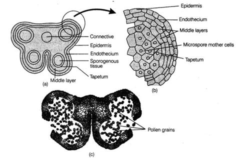 Draw a labelled diagram of an anther lobe at microspore mother cell ...