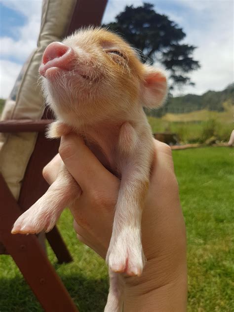 Cute baby pigs, Baby pigs, Cute pigs