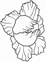 Cabbage coloring Pages sketch template