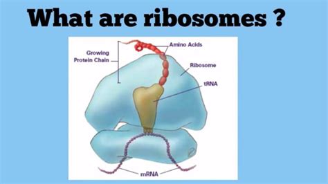 Ribosomes The Protein Factories - YouTube