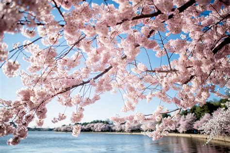 Cherry Blossoms Dc Peak 2024 - Estell Pamelina