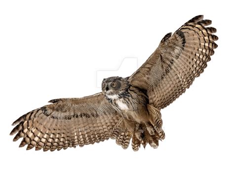 Owl PNG Images Transparent Free Download | PNGMart