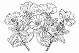 Rhododendron Coloring Page Pages sketch template