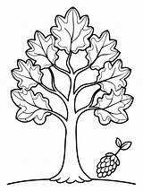 Oak Acorn colouring Book Pages For Children And Adults With Vector  sketch template