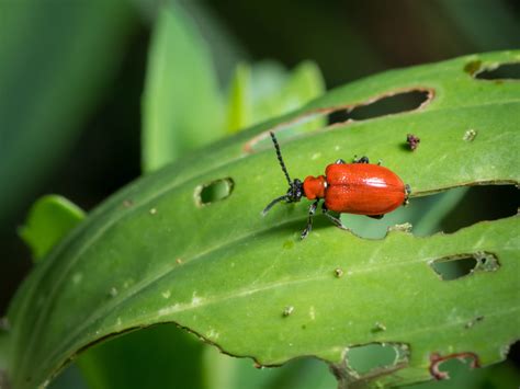 Garden Beetles: How to Control Harmful Garden Beetles - 2024 - MasterClass