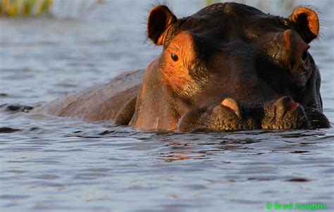 Okavango Delta named 1,000th UNESCO World Heritage Site