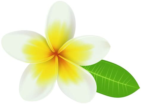 Plumeria PNG Transparent Clip Art Image | Art images, Cool pixel art, Free clip art