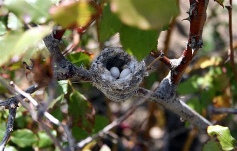 Hummingbird eggs by Takwish on DeviantArt