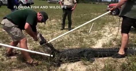 Florida Teen Hospitalized After Alligator Attack - CBS Miami