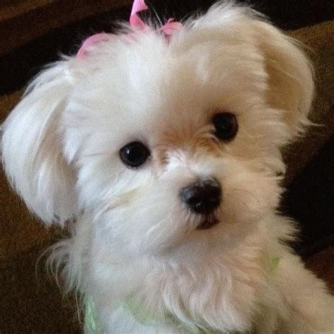 Awww................ … | Maltese dogs haircuts, Maltese dogs, Dog haircuts