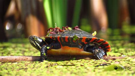 Wetlands: The Unsung Heroes of Our Natural World – Your Connection to ...