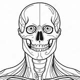 Anatomy Coloring Page 980 796 sketch template