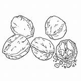 Nuts Coloring Page At GetColoringscom  Free Printable Colorings Pages sketch template
