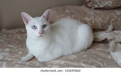 28,873 White Siamese Cat Images, Stock Photos & Vectors | Shutterstock